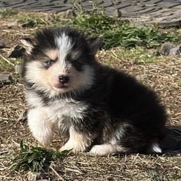 Scarlet - Tri-color female Pomsky puppy in Mc Minnville, Oregon from West Coast Pomskies