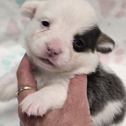 BLANCH - Gray and white female American Corgi puppy in Walker, Iowa from Double K Corgis