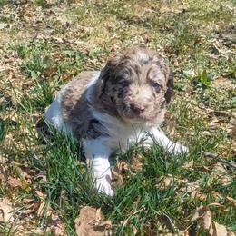 Cash - male Newfypoo puppy in South Haven, Minnesota from Hidden Haven Poodles and Doodles
