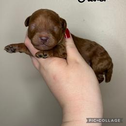 Oliver - Red  male Poodle puppy in Morehead, Kentucky from Paw Perfect Pets
