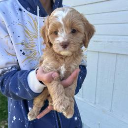 Ginger - Red female Cavapoo puppy in Cedar City, Utah from Baird Poodles and Doodles