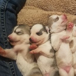 Siberian Husky Puppies from Brinic Siberins
