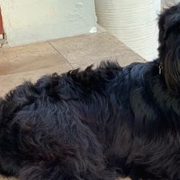 Giant Schnauzers and Miniature Schnauzers from AKC Puppies 2 Love