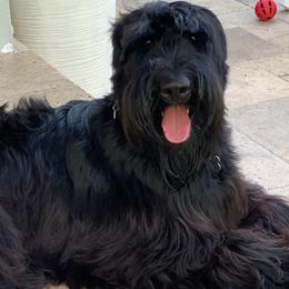 Giant Schnauzers and Miniature Schnauzers from AKC Puppies 2 Love