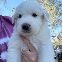Summit - White male Great Pyrenees puppy in North Fork, California from Heritage Mountain Ranch