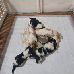 Basset Hound Puppies from Freeman's Floppy-Eared Bassets