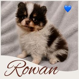 Rowan - Chocolate parti male Pomeranian puppy in Sandia, Texas from Broken Arrow Poms