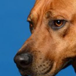 Affenpinschers and Rhodesian Ridgebacks from Archetype