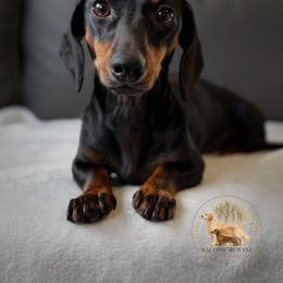 Olive - Dachshund