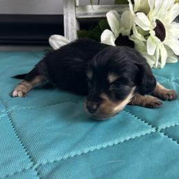 Claire - Black and cream female Dachshund puppy in Gilbertsville, Kentucky from DeLaunes Dachshunds