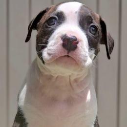 Brindle Male - Black brindle male American Bully puppy in Lexington, Kentucky from Deuce's Den