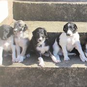 Borzoi Puppies from Ivanhoe Borzoi