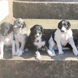Borzoi Puppies from Ivanhoe Borzoi