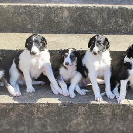 Borzoi Puppies from Ivanhoe Borzoi