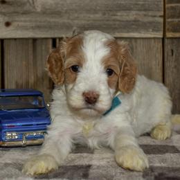 Green collar - Parti male Goldendoodle puppy in Macedon, New York from Toodles Goldendoodles
