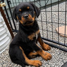 Ruby - Black and mahogany female Rottweiler puppy in Parker, Colorado from Denver Rotties