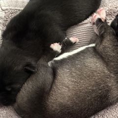 Companion Crosses and Working Dog Crosses from Amazing Standard Schnauzers