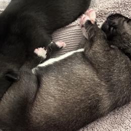 Companion Crosses and Working Dog Crosses from Amazing Standard Schnauzers