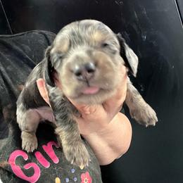 Gardener - Dapple male Dachshund puppy in Bigfork, Minnesota from Dachshunds Up North
