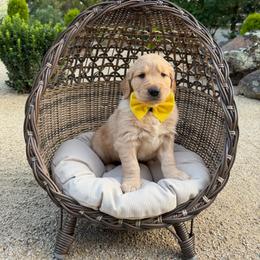 Yellow - Golden male Golden Retriever puppy in Shingle Springs, California from California Spaniels