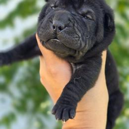 Apple - Black female Chinese Shar-Pei puppy in Salem, Ohio from WrinkleMonsters