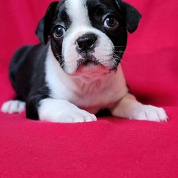 Cooper (Sol) - Black and white Boston Terrier puppy in New Hampshire from Punk Kennels