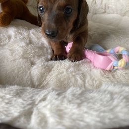 Dachshund Puppies from Bella’s Puppies