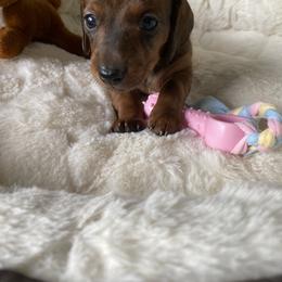 Dachshund Puppies from Bella’s Puppies