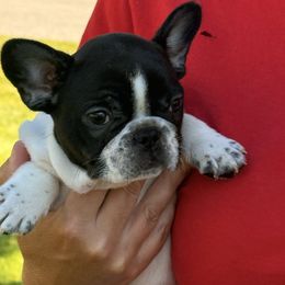 Harry - Brindle and white male French Bulldog puppy in Dalton Gardens, Idaho from North Idaho Frenchies