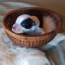 Tess - Black and white female Border Collie puppy in Montague, California from Flock and Fang
