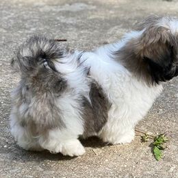 Shih Tzu Puppies from Divine Hill Farm