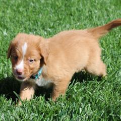 Nova Scotia Duck Tolling Retriever Puppies from Red Hill Tollers