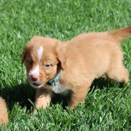 Nova Scotia Duck Tolling Retriever Puppies from Red Hill Tollers