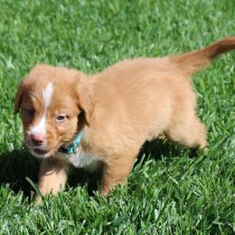Nova Scotia Duck Tolling Retriever Puppies from Red Hill Tollers