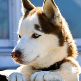 Loki - Siberian Husky
