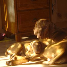 Vizsla Puppies from Mill Pond Farm Vizslas