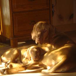Vizsla Puppies from Mill Pond Farm Vizslas