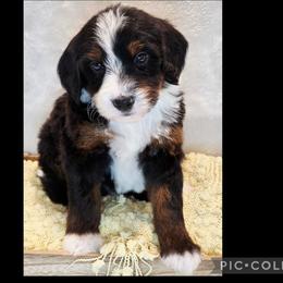 Radish - Tri-color male Bernedoodle puppy in Roseburg, Oregon from Lookingglass Doodles