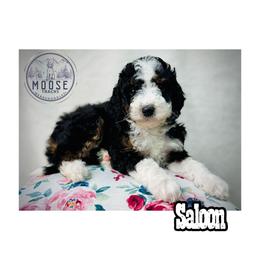Saloon - Tri-color female Bernedoodle puppy in Belleville, Michigan from Moose Tracks Bernedoodles