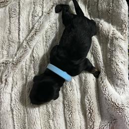Light blue collar - Pepper and salt male Giant Schnauzer puppy in Atoka, Oklahoma from Hannah's Haus & Farm