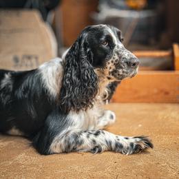 Dottie - English Springer Spaniel