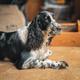 Dottie