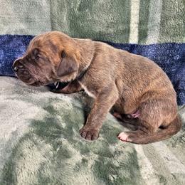 Cipher - Blue brindle male Great Dane puppy in Lebanon, Virginia from North Cedar Danes