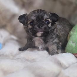 Cupid - Fawn and white male Chihuahua puppy in Brooksville, Florida from Daystars Chihuahuas