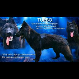 Turbo - German Shepherd