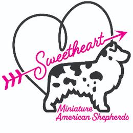 Girl 1 - female Miniature American Shepherd puppy in Nolensville, Tennessee from Sweetheart Miniature American Shepherds