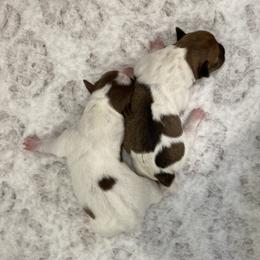 Sable piebald female - White and sable female Teddy Roosevelt Terrier puppy in Russellville, Kentucky from Mud-E Acres Kennel