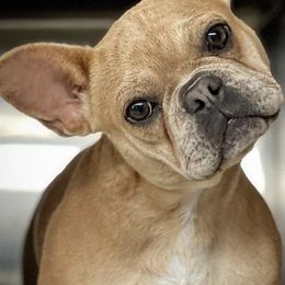 Australian Cattle Dogs and French Bulldogs from HM Kennels