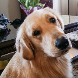 French Bulldog, Goldendoodle, and Golden Retriever Puppies from Crystal Coast Kennels, LLC