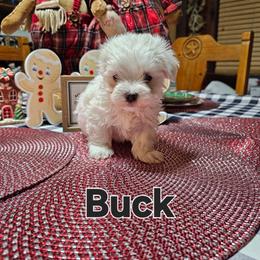 Buck - White male Maltese puppy in Terrell, Texas from PBJ Farms
